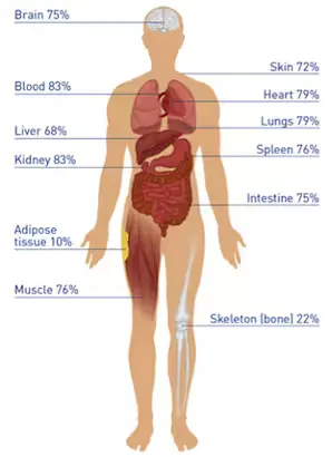 Human body water statistic
